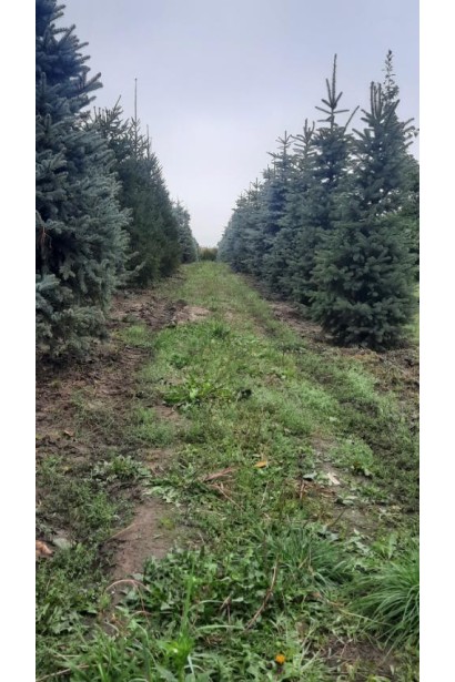 Ель колючая голубая Глаука